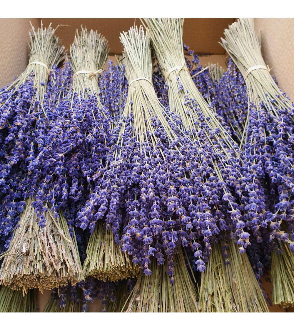 Lavanda Super Blue
